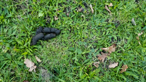 Cane Escrementi Sdraiato Sul Prato Della Città — Foto Stock