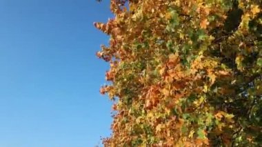 Altın sonbahar akçaağaç yaprakları mavi gökyüzü arka planına sahiptir. Güneşli hava, açık gökyüzü