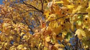 Altın sonbahar akçaağaç yaprakları mavi gökyüzü arka planına sahiptir. Güneşli hava, açık gökyüzü