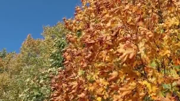 Χρυσά Φθινοπωρινά Φύλλα Σφενδάμου Ένα Δέντρο Φόντο Τον Γαλάζιο Ουρανό — Αρχείο Βίντεο