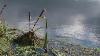 Tembel bir derenin kıyı şeridi boyunca bitki örtüsü. Güneşli bir gün, suyun yüzeyindeki yansımalar.
