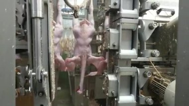 Endüstriyel kümes hayvanlarında hindi yoluyorlar. Doğal çalışma koşulları, düşük ışık durumu.