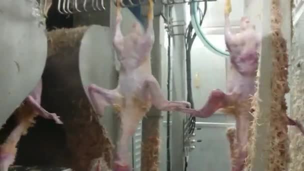 Gänse Industriellem Geflügelschlachthof Zupfen Natürliche Arbeitsbedingungen Geringe Lichtverhältnisse — Stockvideo
