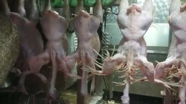Plucking Turkeys Industrial Poultry Slaughterhouse Natural Working Conditions Low Light — Stock Video
