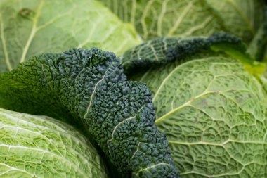 Yeşil lahana kafasının üstüne yakın plan. Doğal, yumuşak ışıkta çekilen