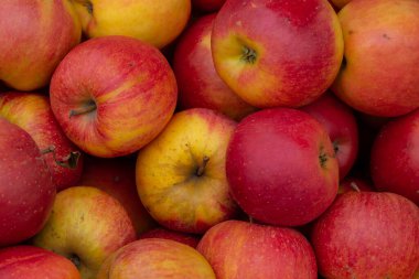 Bir grup kırmızı elmayı kapatın. Doğal olarak yumuşak ışık. bulutlu gün