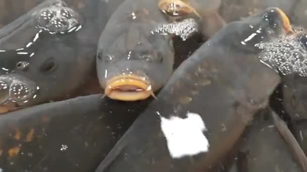 Carpas Natal Vivo Piscina Loja — Vídeo de Stock