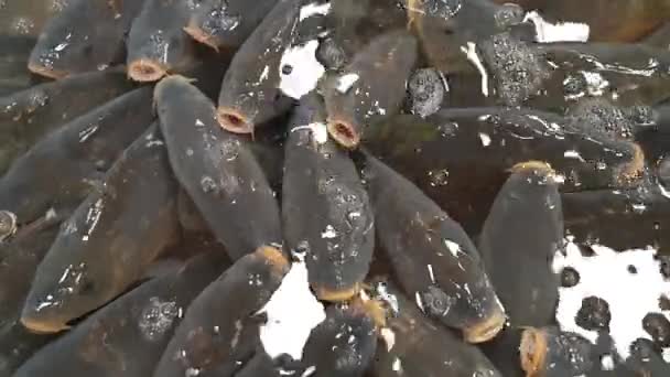 Carpas Natal Vivo Piscina Loja — Vídeo de Stock