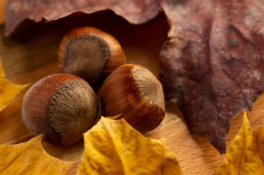 Fındık ve altın akçaağaç yapraklarından oluşan bir kompozisyon.