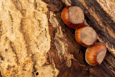 Havlamamış bir odun parçasında fındık.