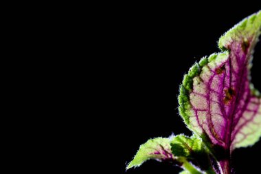 Ginura siyah arkaplanla işaretlenmiş olarak ayrılıyor. Doğal ışık koşulları. Tamamen siyah arkaplan, bir sürü çokluortam