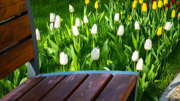 Een Bankje Een Schaduwrijke Plek Het Park Met Witte Tulpen — Stockfoto