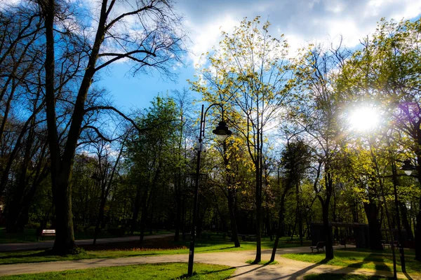 Stralen Van Zon Schijnen Door Boomtoppen Het Stadspark Foto Genomen — Stockfoto