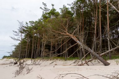 Orman sahil boyunca kum tepeleri ve kumlar tarafından yutuldu. Fotoğraf, bulutlu bir günde iyi ışıklandırma koşulları altında çekildi. Yumuşak ışık