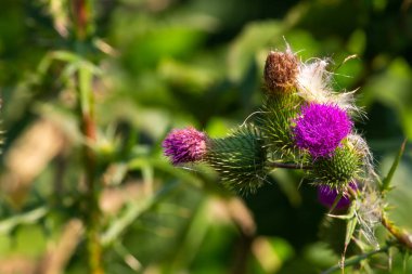 Bulanık bir arka planda bir devedikeni (Carduus) çiçeği. Konuyu vurgulamak için iyi ışıklandırma koşulları, koyu bulanık arkaplan.