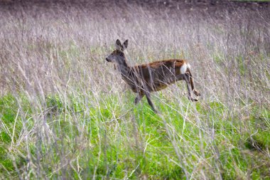 Roe geyiği uzun otların arasında saklanıyor. Güneşli bir günde yapılmış. Bahar mevsimi