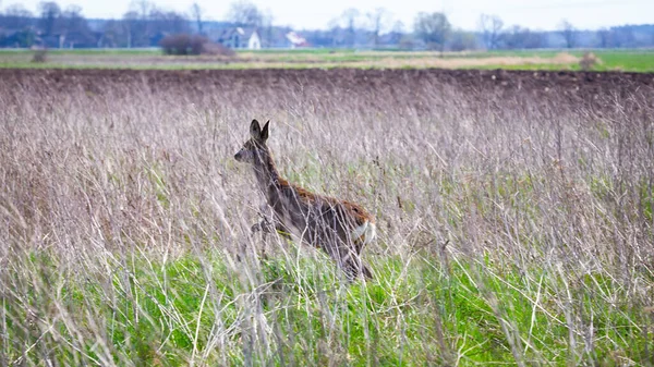 Rehe Verstecken Sich Hohen Gras Hergestellt Einem Sonnigen Tag Frühlingszeit — Stockfoto