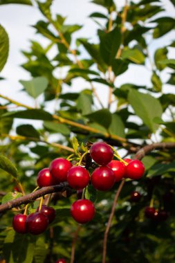 Meyvenin ağırlığı altında kiraz ağacı dalları bükülüyor. İyi ışıklandırma koşulları altında yapılır.