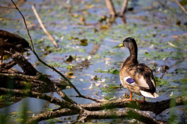 Dişi bir ördek gölün kenarında duruyor. Fotoğraf, güneşli bir günde iyi ışıklandırma koşullarında çekildi.