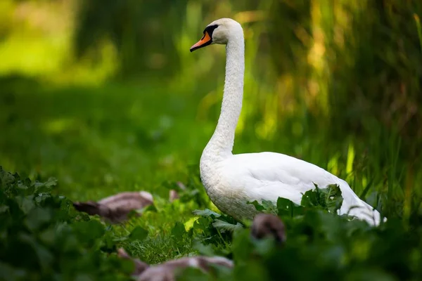 Volwassen Zwaan Bewaakt Welpen Aan Rand Van Vijver Foto Genomen — Stockfoto