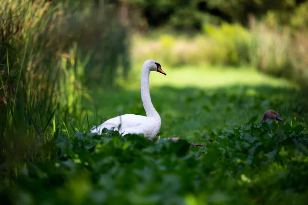 Volwassen Zwaan Bewaakt Welpen Aan Rand Van Vijver Foto Genomen — Stockfoto