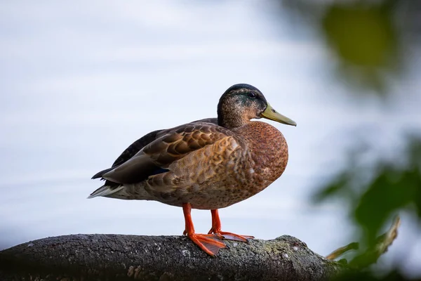 Eine Weibliche Ente Steht Rand Des Teiches Foto Aufgenommen Bei — Stockfoto