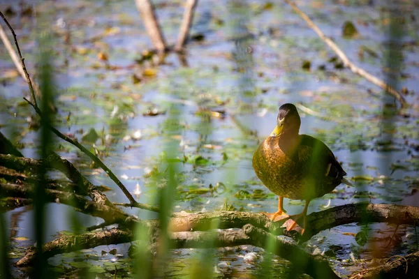 Pato Hembra Parado Borde Del Estanque Foto Tomada Buenas Condiciones — Foto de Stock