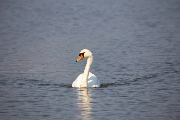 Cigno Bianco Che Nuota Nello Stagno Foto Scattata Buone Condizioni — Foto Stock