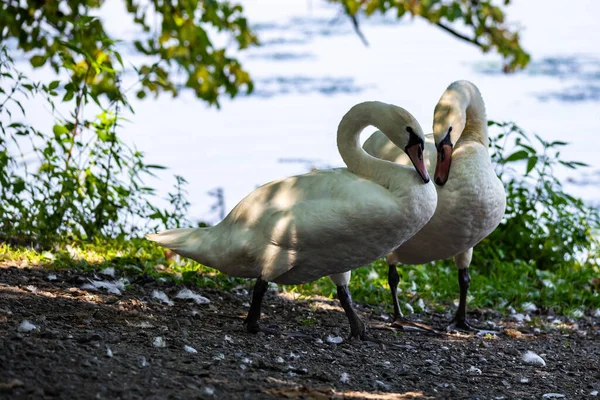 Cisnes Descansando Margem Lago Foto Tirada Boas Condições Iluminação Dia — Fotografia de Stock