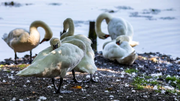 Cisnes Descansando Margem Lago Foto Tirada Boas Condições Iluminação Dia — Fotografia de Stock