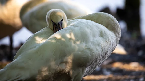 Zwanen Rusten Oever Van Vijver Foto Genomen Goede Lichtomstandigheden Een — Stockfoto