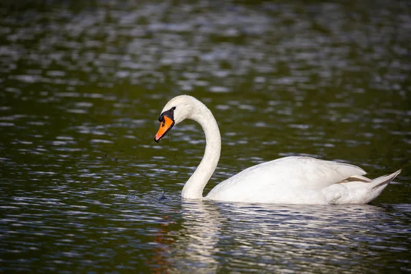 白い白鳥が池を泳いでいる 天気の良い日に撮影した写真 — ストック写真