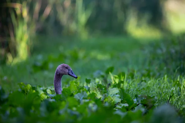 Cabeza Cisne Joven Que Sobresale Hierba Borde Del Estanque Foto —  Fotos de Stock