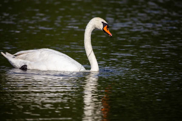 Cisne Branco Nadando Lago Foto Tirada Boas Condições Iluminação Dia — Fotografia de Stock