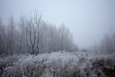 Soğuk, sisli bir sabahta çalılıklarda Rime. Kıvrımların ve özgürlüklerin kökleri Hoar ile kaplı.  