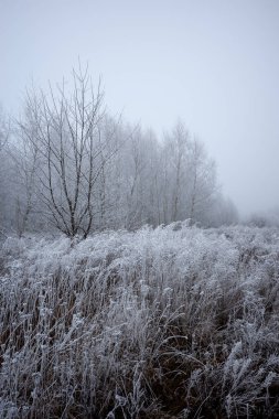 Soğuk, sisli bir sabahta çalılıklarda Rime. Kıvrımların ve özgürlüklerin kökleri Hoar ile kaplı.  