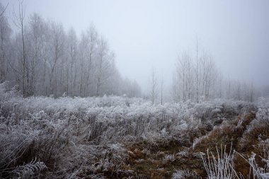 Soğuk, sisli bir sabahta çalılıklarda Rime. Kıvrımların ve özgürlüklerin kökleri Hoar ile kaplı.  
