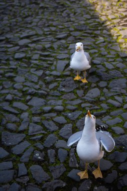 Şehrin sokaklarında martı var. Aç martılar yiyecek için çanta..