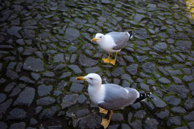 Şehrin sokaklarında martı var. Aç martılar yiyecek için çanta..