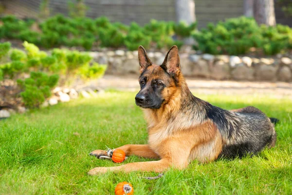 德国牧羊犬嘴里衔着一个橙色的球玩耍 夏季公园里玩纯种狗的肖像 — 图库照片#