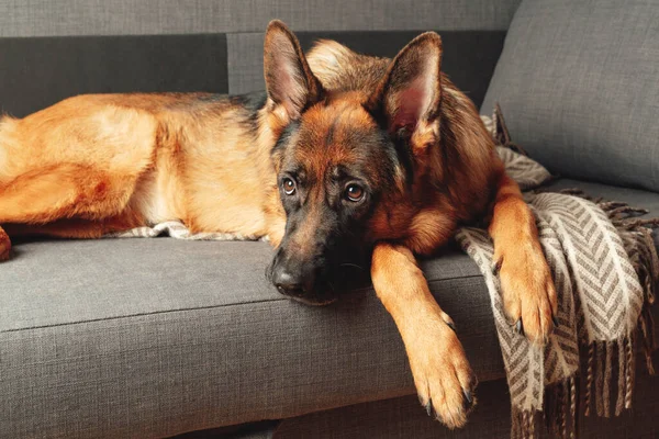 纯正的德国牧羊犬蜷缩在卧室的沙发上 宠物的肖像 — 图库照片#