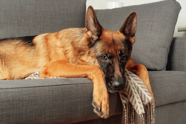 纯正的德国牧羊犬蜷缩在卧室的沙发上 宠物的肖像 — 图库照片#