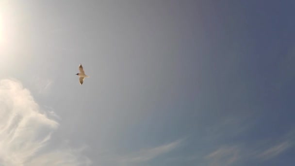 Jeden racek letící sluncem na slunné obloze s několika mraky Zpomalený pohyb — Stock video