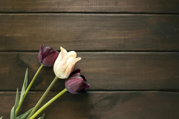 Czarne tulipany na stole. — Zdjęcie stockowe