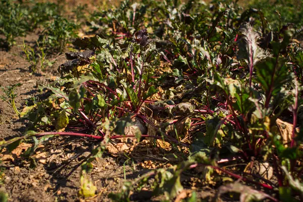 Köksträdgård som växer betor skörd och majsfält — Stockfoto