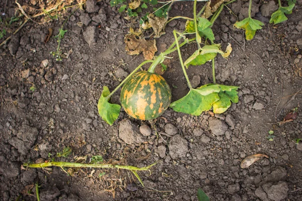 Jesienny ogród warzywny. Maszyny do zbioru. Dynie w ogrodzie czeka na Halloween — Zdjęcie stockowe