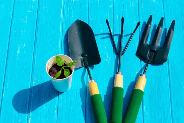 Groddplanta tomat i vit cup, en spade och en rake på trä bakgrund — Stockfoto