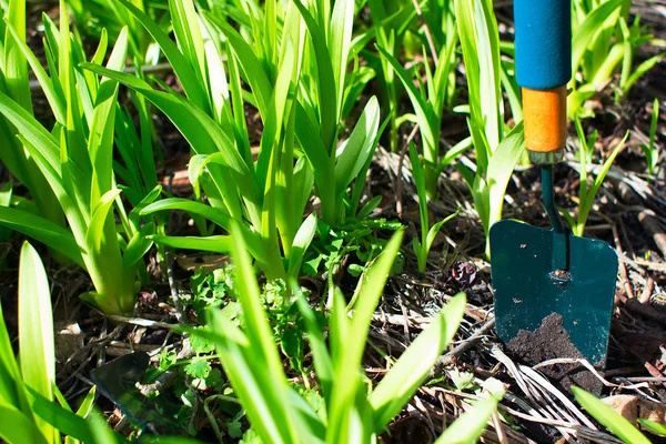 Trädgårdsredskap på marken i bakgård — Stockfoto