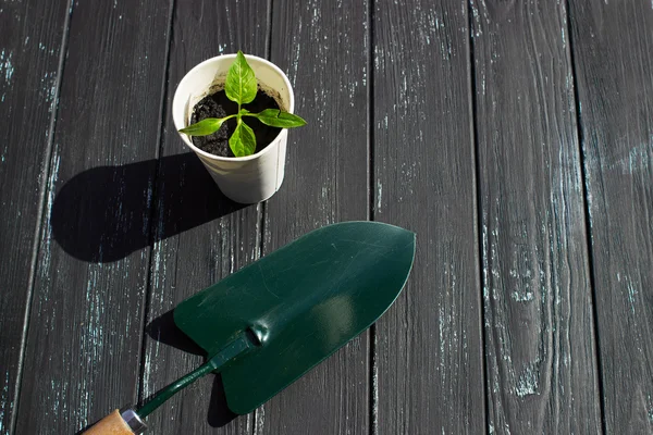 Piantina di pomodoro in tazza bianca, una pala e un rastrello su uno sfondo di legno — Foto Stock