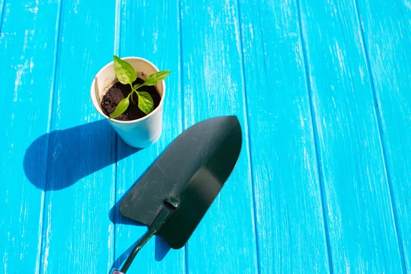 Seedling tomato in white cup, a shovel and a rake on a wooden background — Stock Image Seedling tomato in white cup, a shovel and a rake on a wooden background Royalty Free Stock Photos